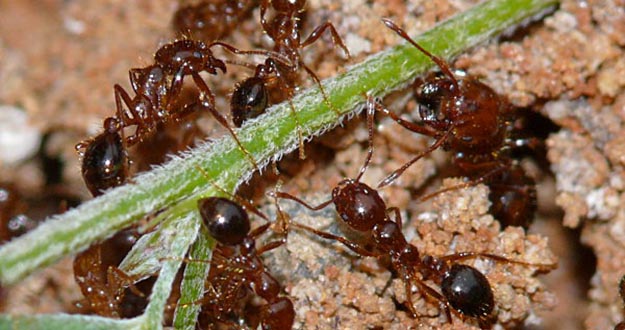 Fire Ant Pest Control in and near Brooksville Florida