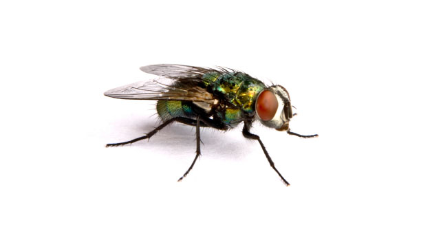 Fly Pest Control in and near Brooksville Florida