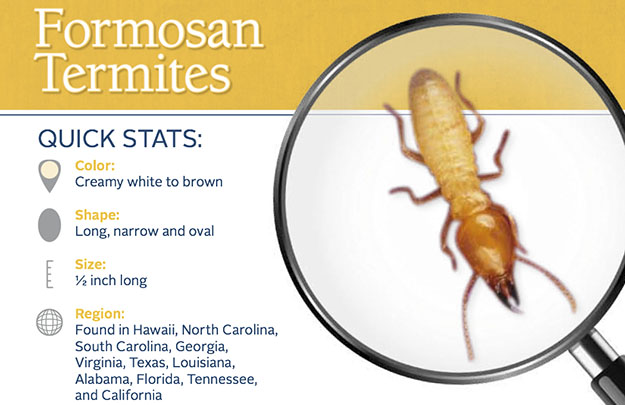 Formosan Termite Control in and near Brooksville Florida