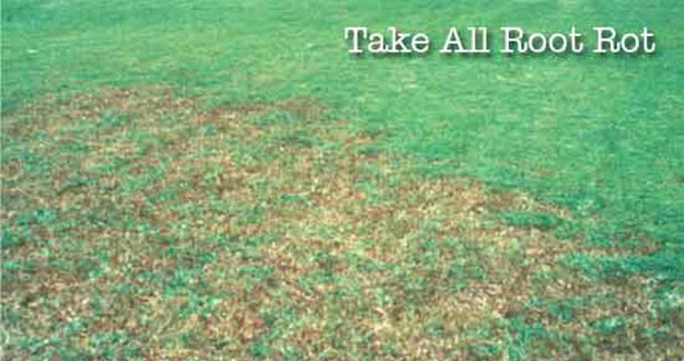 Take all Root Rot Control in and near Brooksville Florida