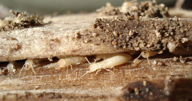 Termite Prevention Pest Control in and near Brooksville Florida