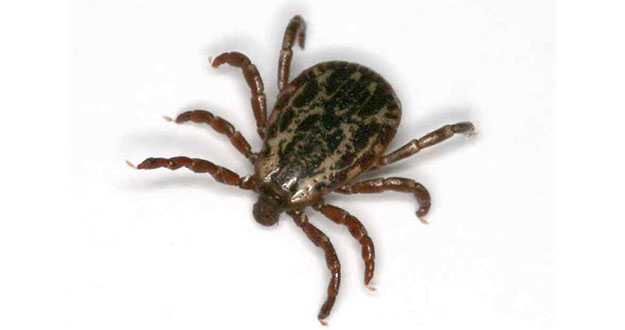 Tick Pest Control in and near Brooksville Florida