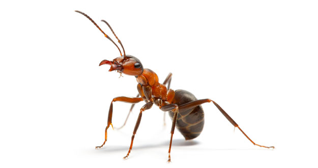 Ant Pest Control in and near Homosassa Springs Florida