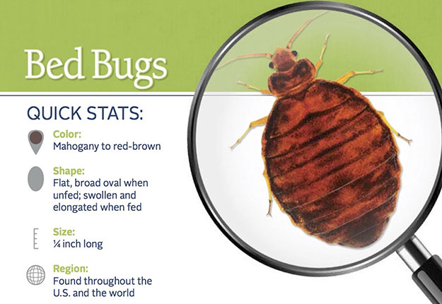 Bed Bug Pest Control in Florida