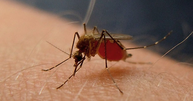 Mosquito Pest Control in Florida