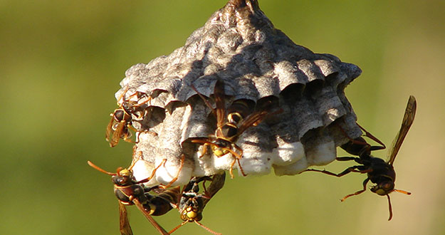 Wasp Pest Control in Florida
