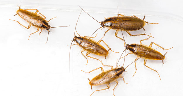 German Roach Pest Control in and near Inverness Florida