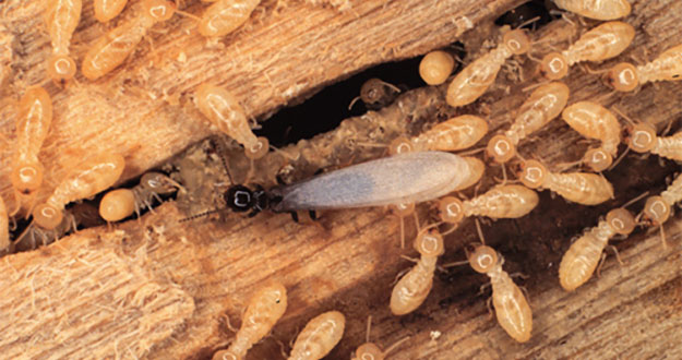 Subterranean Termite Control in and near Inverness Florida