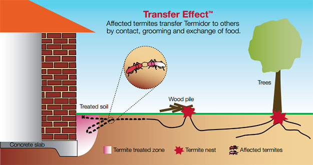 Termite Extermination in and near Lecanto Florida