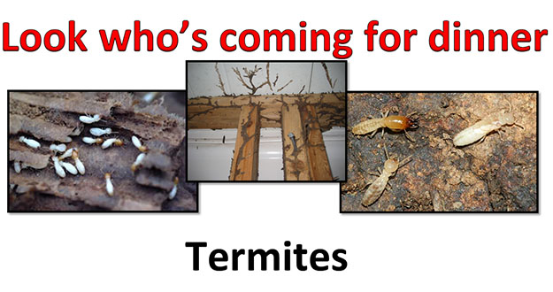 Termite Control in and near Lecanto Florida