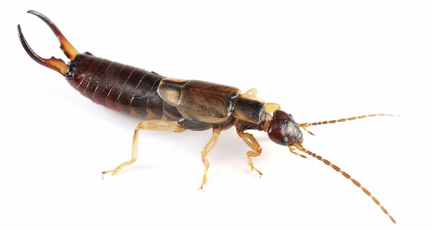 Earwig Pest Control in and near Lutz Florida