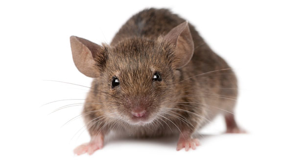 Mouse Pest Control in and near Lutz Florida