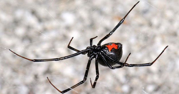 Spider Pest Control in and near Lutz Florida