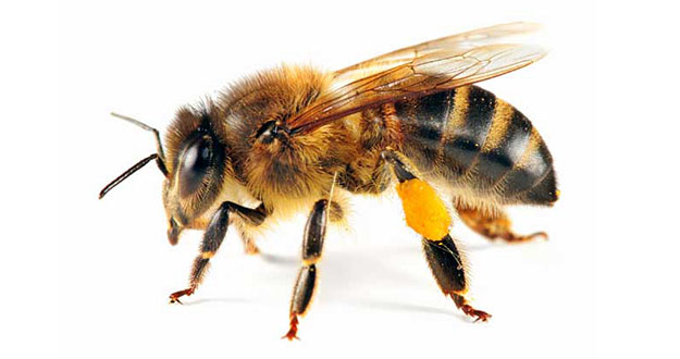 Bee Pest Control in and near Palm Harbor Florida