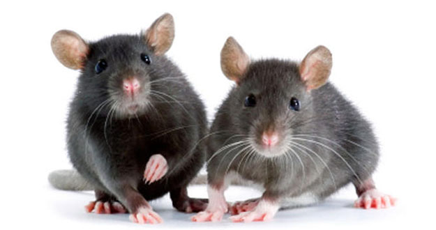 Mice Pest Control in and near Palm Harbor Florida