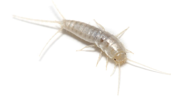 Silverfish Pest Control in and near Palm Harbor Florida