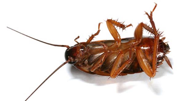 Cockroach Pest Control in and near Tampa Florida