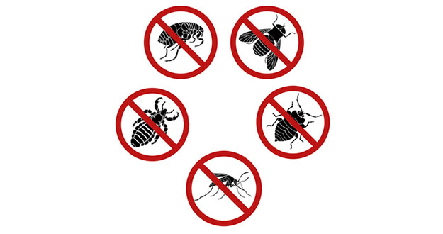 Bug Pest Control in and near Tarpon Springs Florida