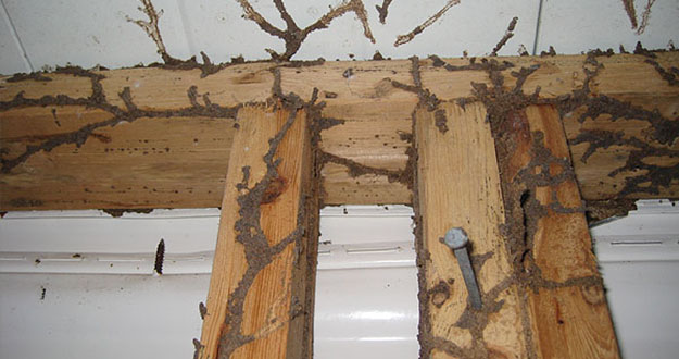 Wood Termite Control in and near Tarpon Springs Florida