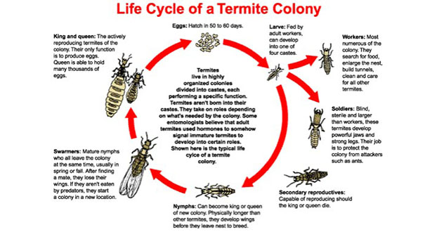 Termite Treatment Pest Control in and near Wesley Chapel Florida